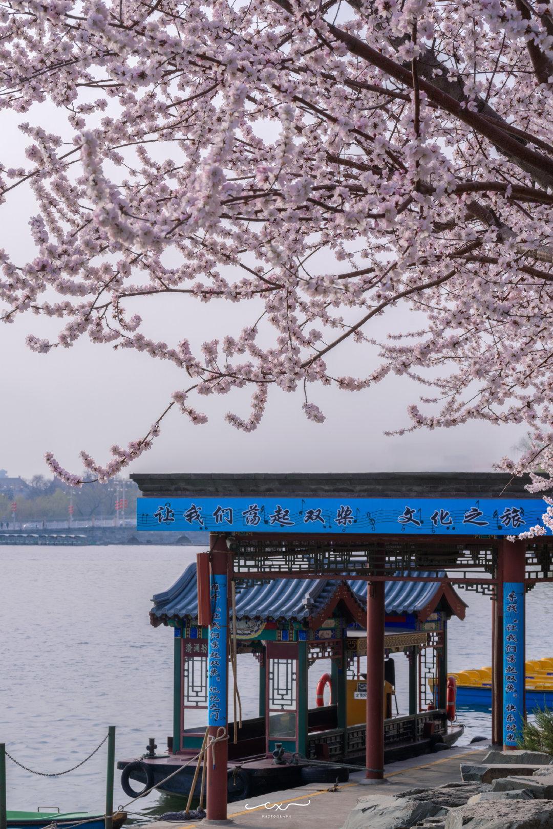 清风三月，桃花灼灼。📍北京北海公园 • 西岸摄影​​​