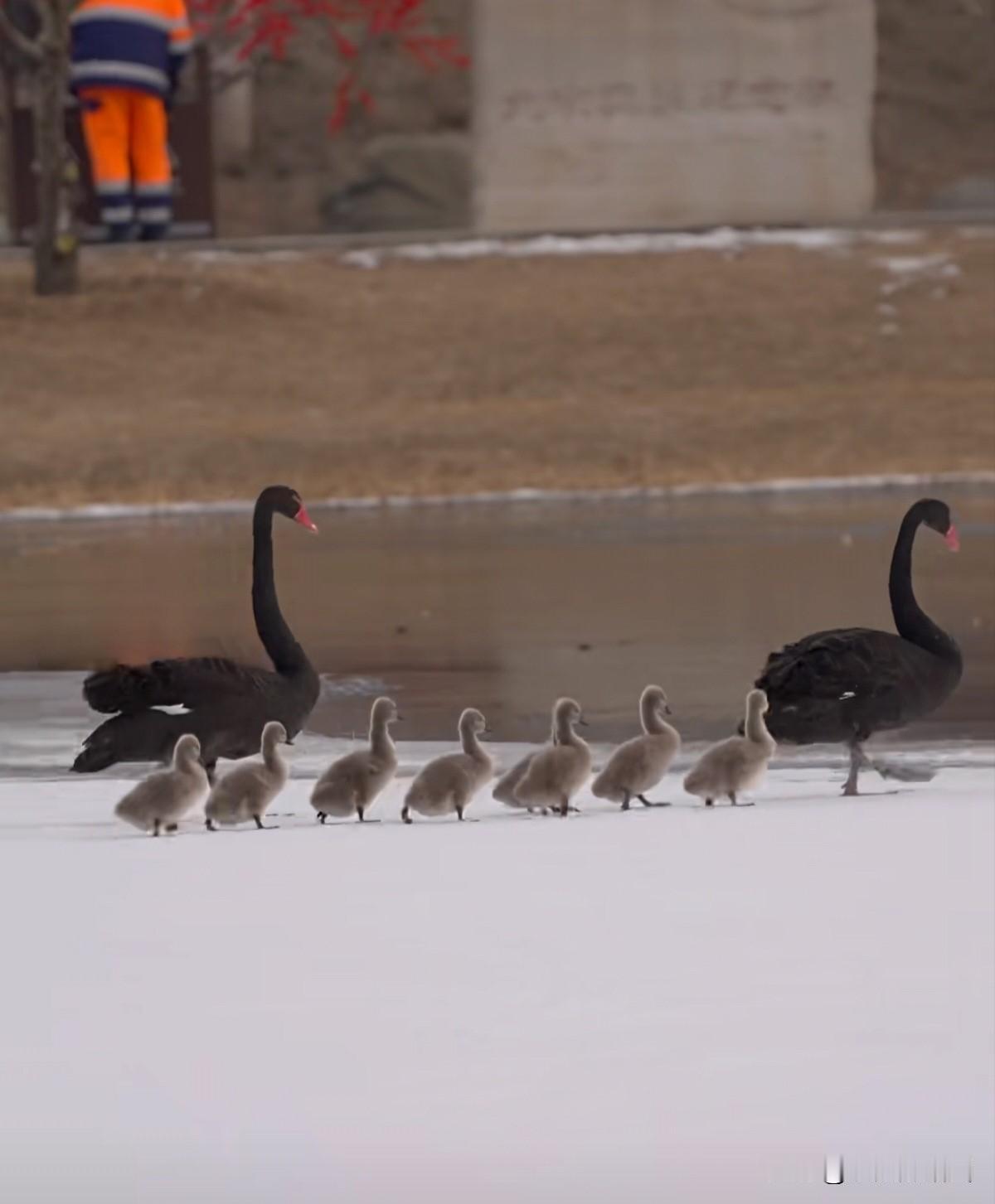 一张图证明冬天来了雪色冰面上，黑天鹅夫妇带着八只毛茸茸的宝宝列队前行，小团子们迈