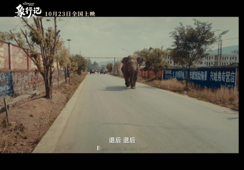 亚洲象北上南归之旅首登大银幕谁当年蹲过象群迁徙直播！如今这场轰动全世界的奇遇搬上