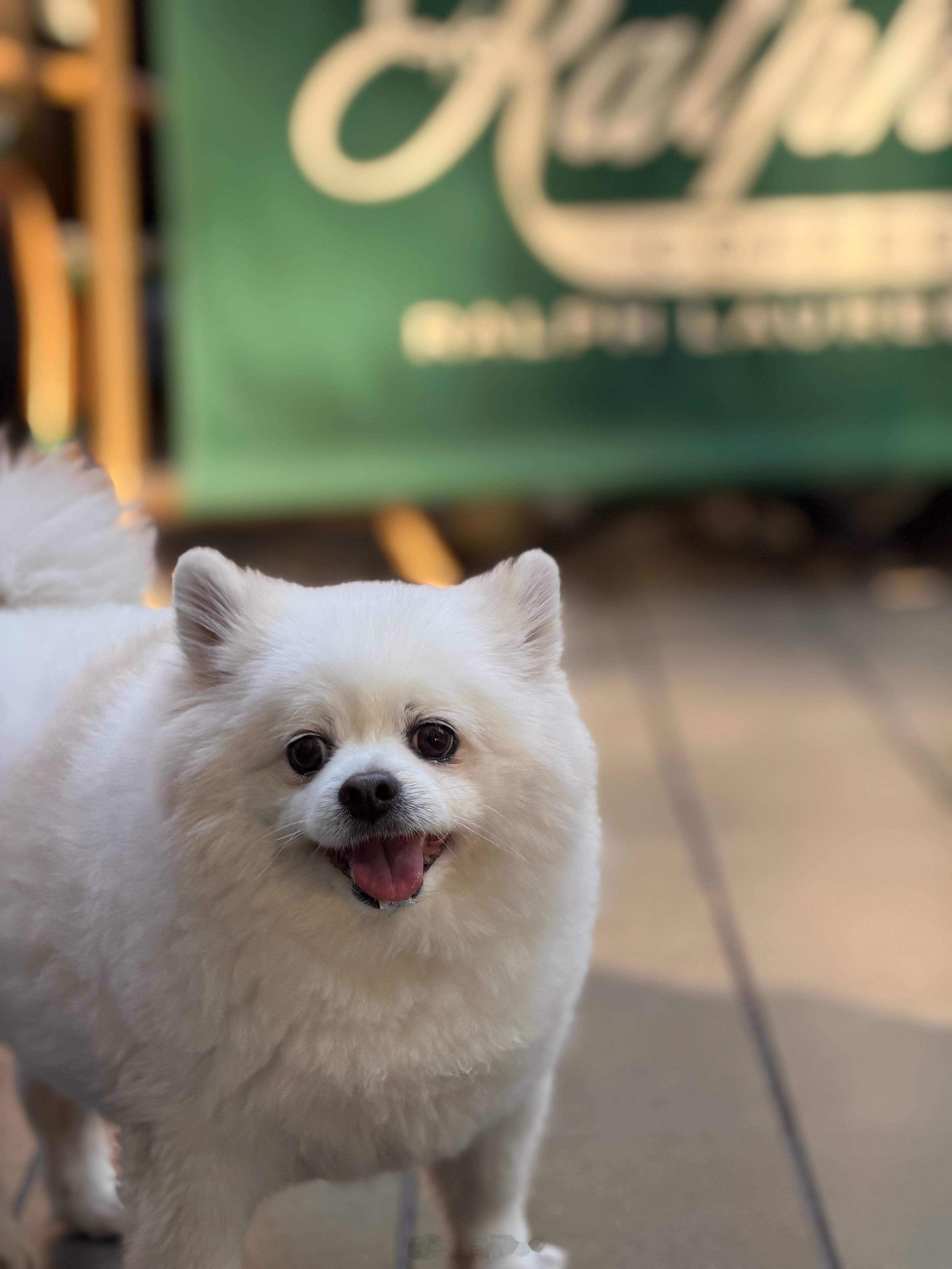 带着我家公子逛街，回头率太高了，人们对可爱小狗的善意真是爆棚，周末好多香港姐姐们