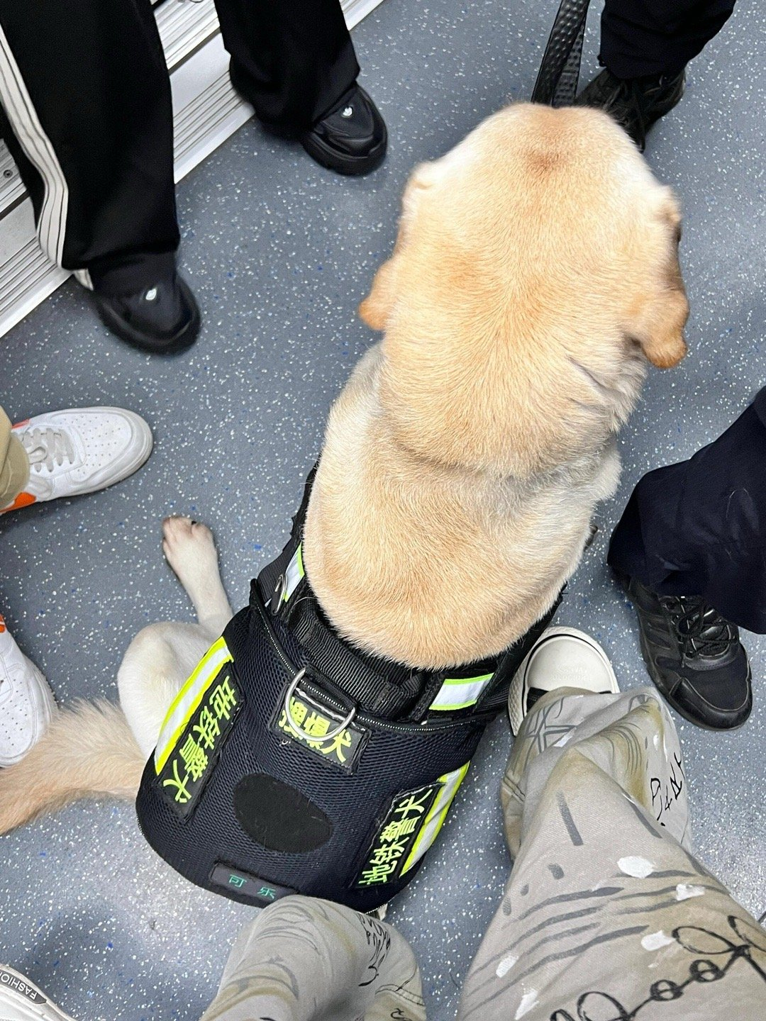 这位警犬同志，我要投诉你，你压到我脚了。 