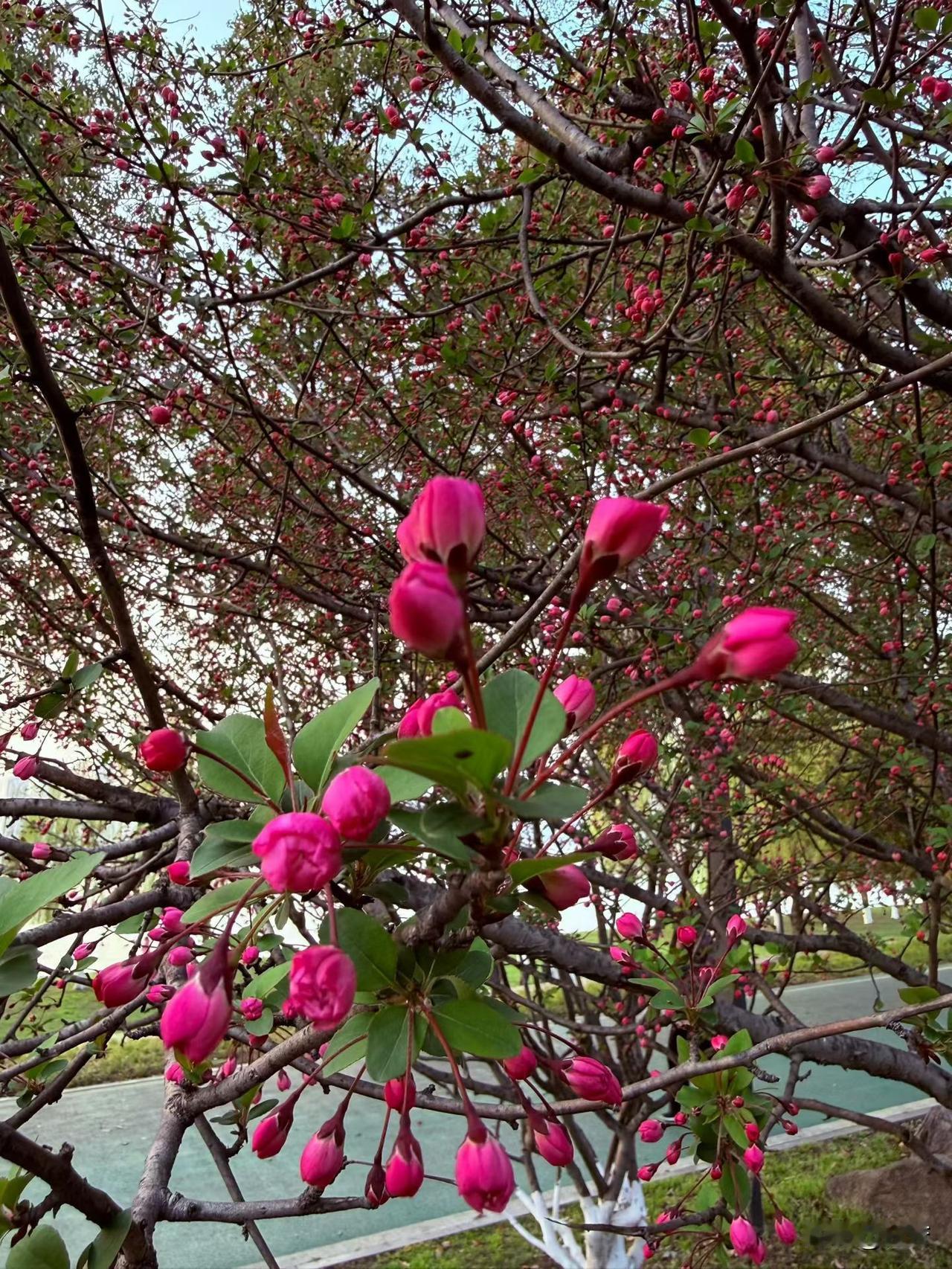 花开花落终有时，有花堪折直须折，莫待无花空折枝，开心自然赠予我们。