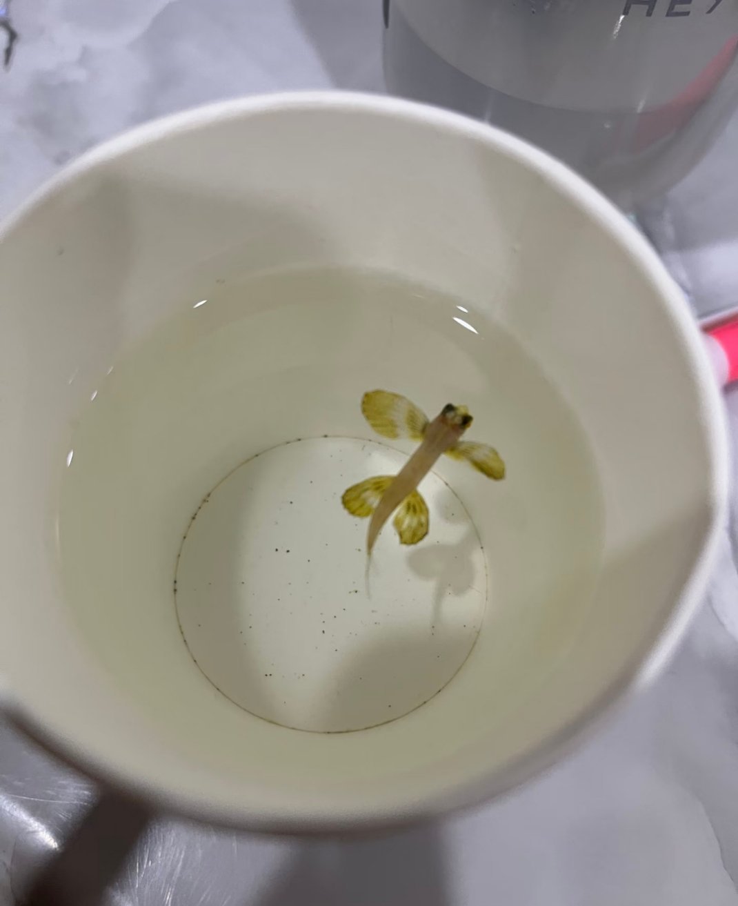 求问，这是什么鱼。 客人在楼下金沙滩捉的小鱼，从小海边长大的我表示从来没见过6 