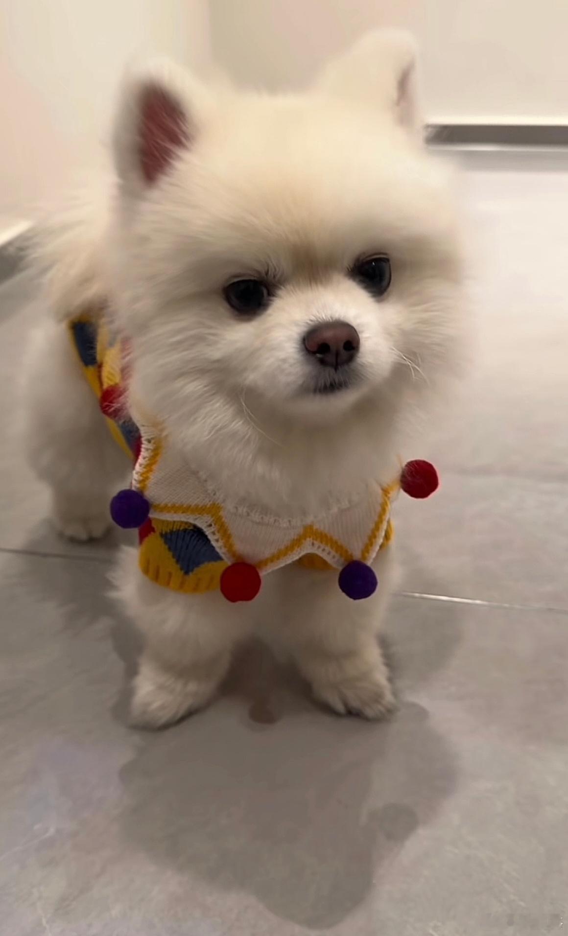 同样博美，哪个好看？ 