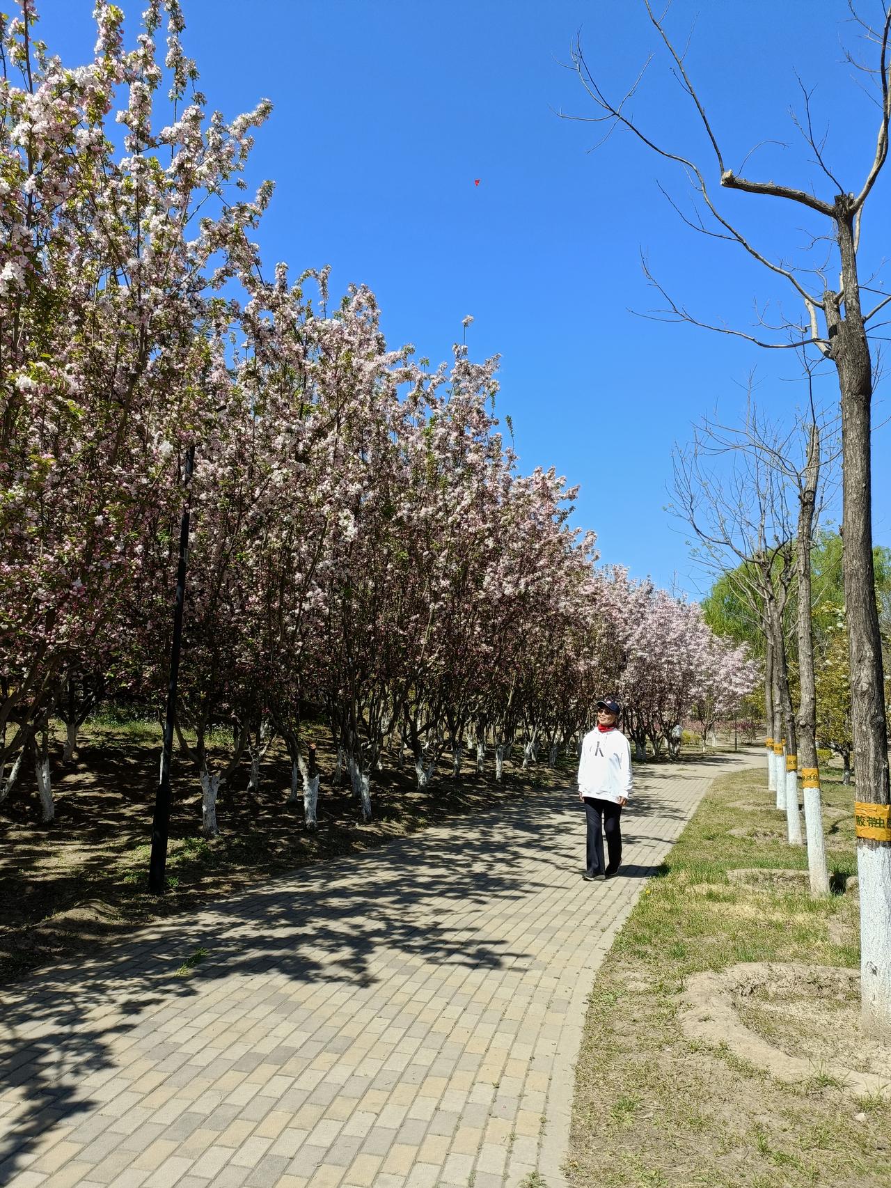 春日生活打卡季春天很美，蓝蓝的天空下面，滿山遍野的海棠花，美极了