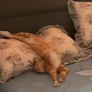 小猫的睡姿是被养得很好的表现 咪：人不要打扰窝！！！！！ 