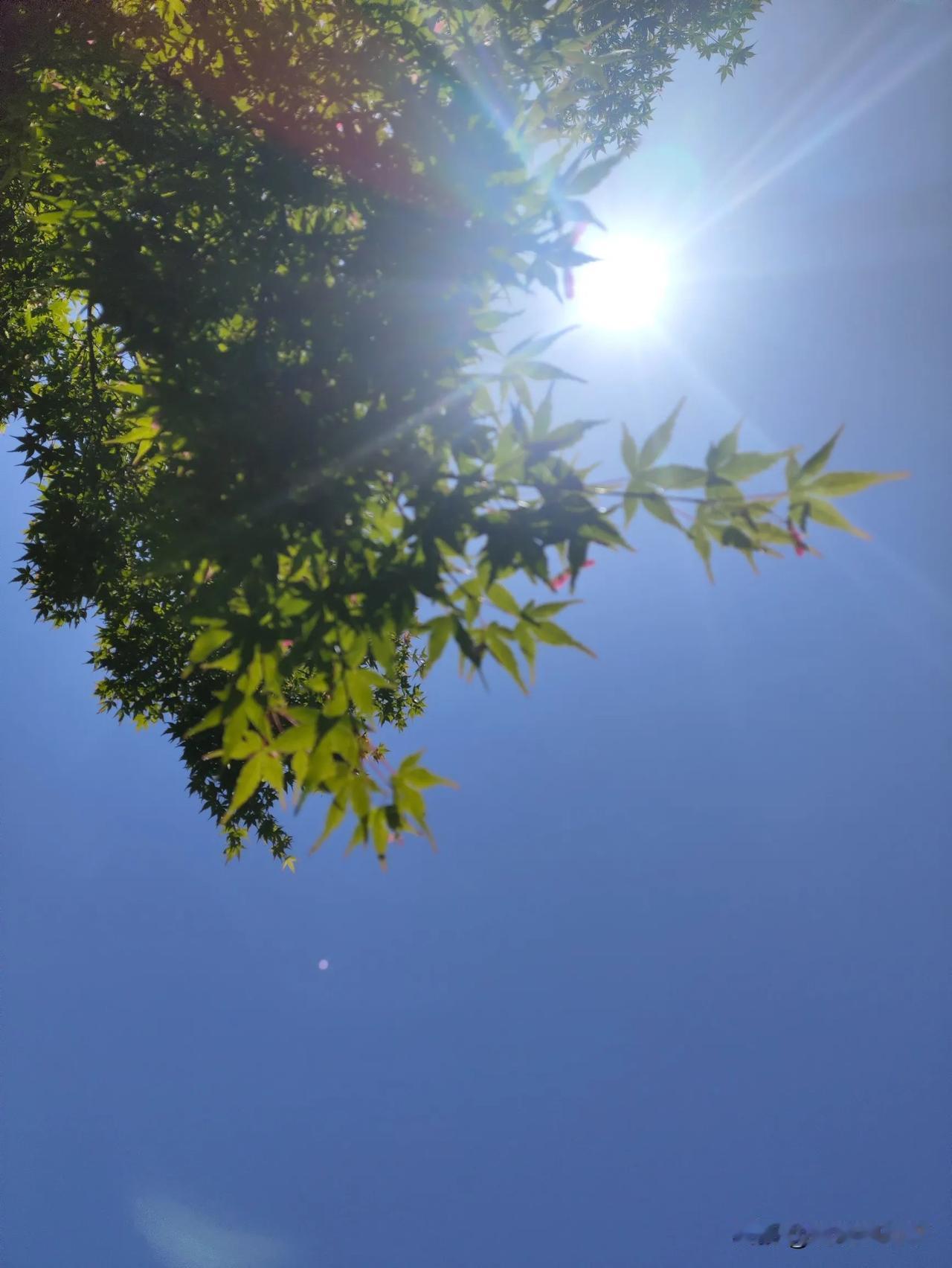 五一长假，继续在家里放松。
今天蓝天清透，
气温适中，
凉风习习，
早上到院子里