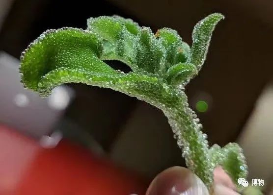 #冰菜到底是种什么菜##你吃过冰菜吗#其实，这种植物的正式中文名叫做冰叶日中花（