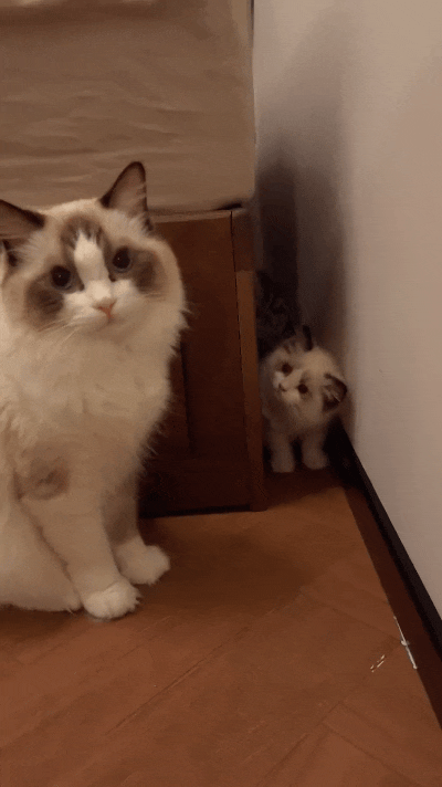 恁瞅瞅这只小猫咪！跟在妈妈屁股后头学样儿，蹲在角落里仰着头往上瞅，那动作、那眼神