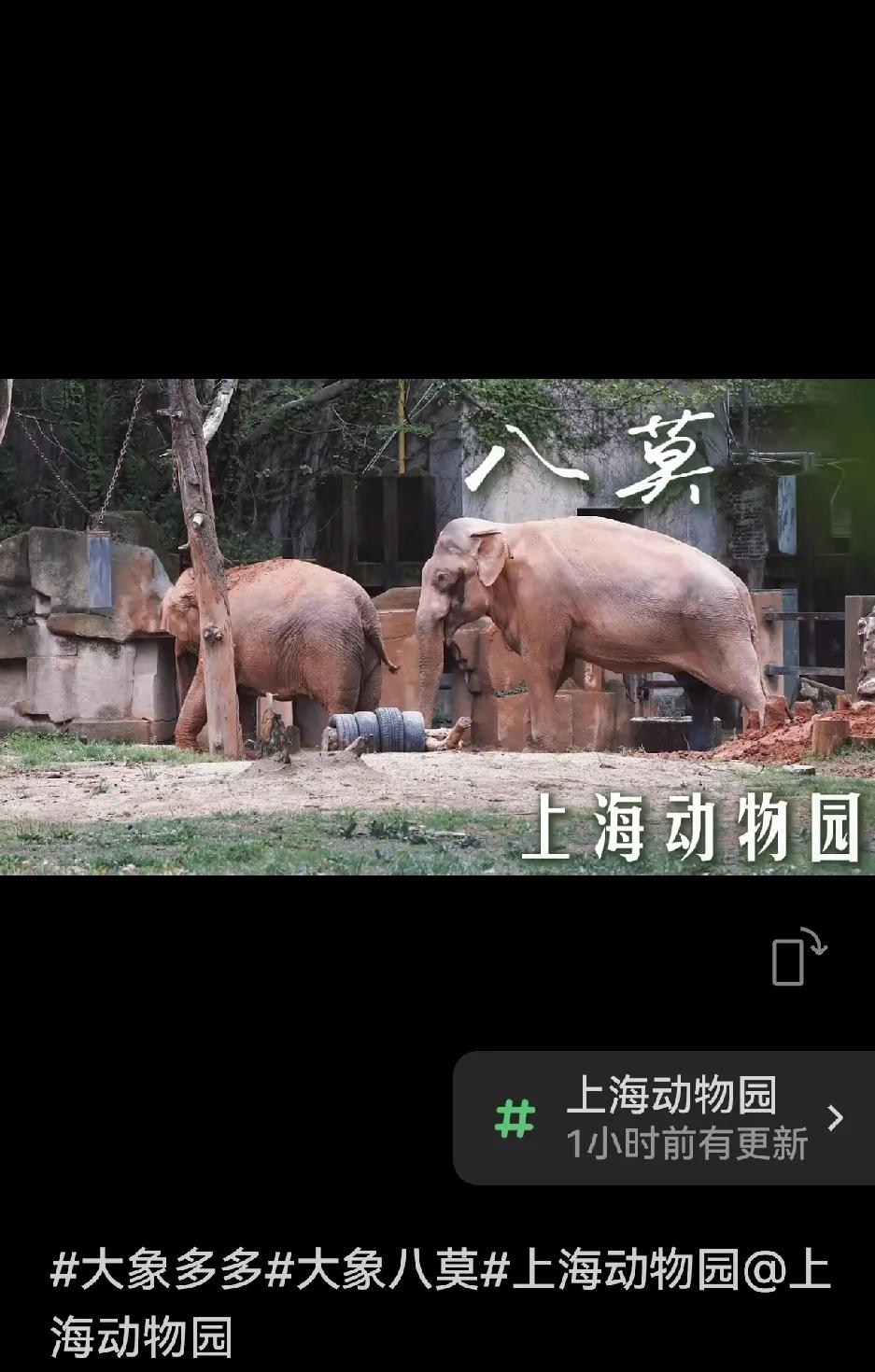 公象“八莫”，出身缅甸。
60后的“八莫”，在上海动物园，虽然与母象“版纳”繁育