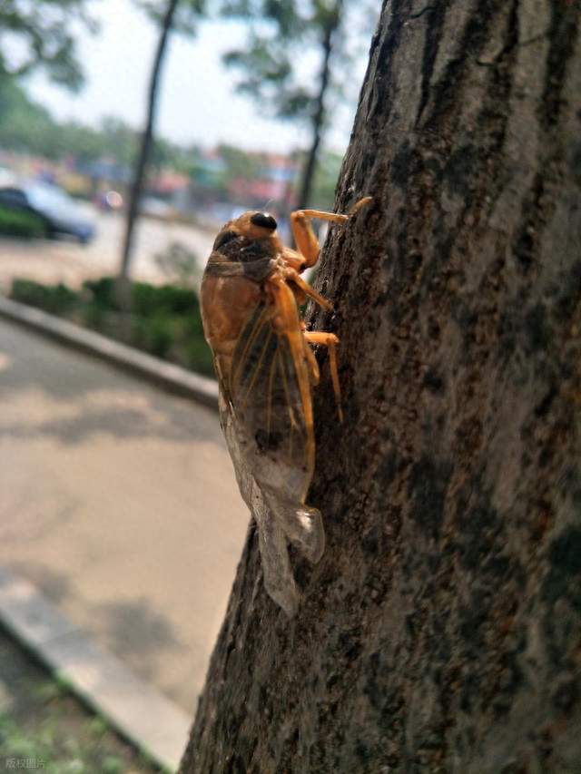 伤蝉
