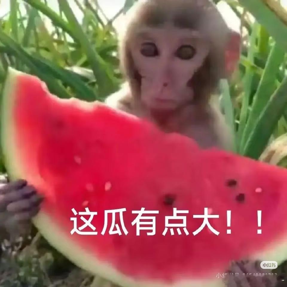 130斤的巨型西瓜曾拍卖到1.3万元120斤重的西瓜王1元起拍这么大的西瓜，好想