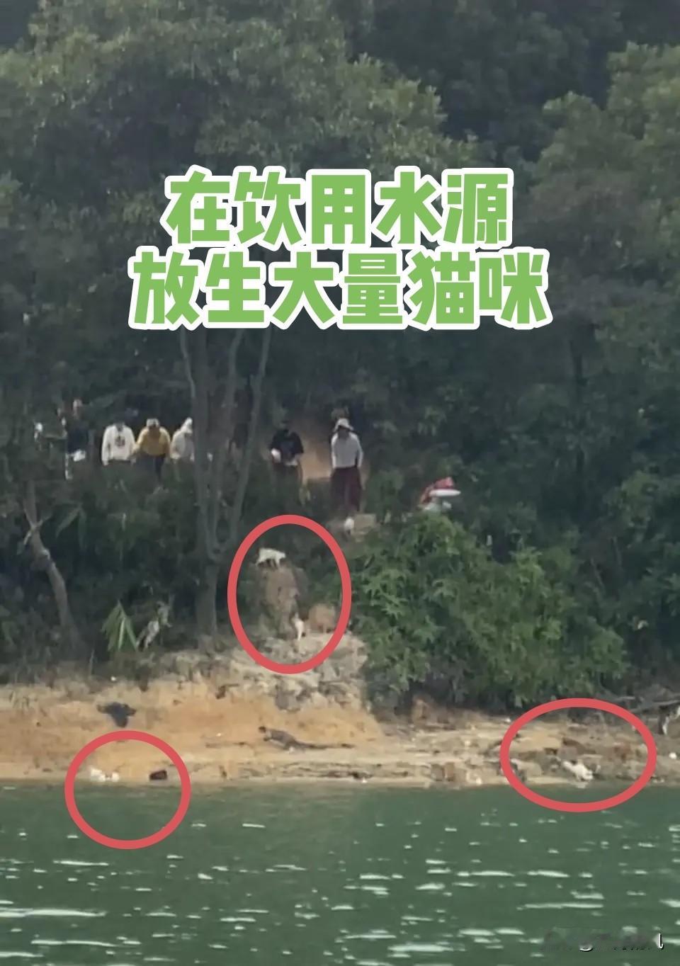 这是令人恐怖的一幕！这哪里是“放生”简直是“杀生”。广东清远一群人集体出现在饮用