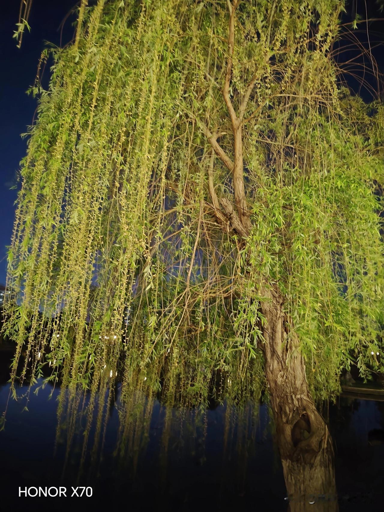 谷雨客居他乡
寒北雪依旧，他乡细雨柔。
繁花萦碧树，触景惹乡愁。