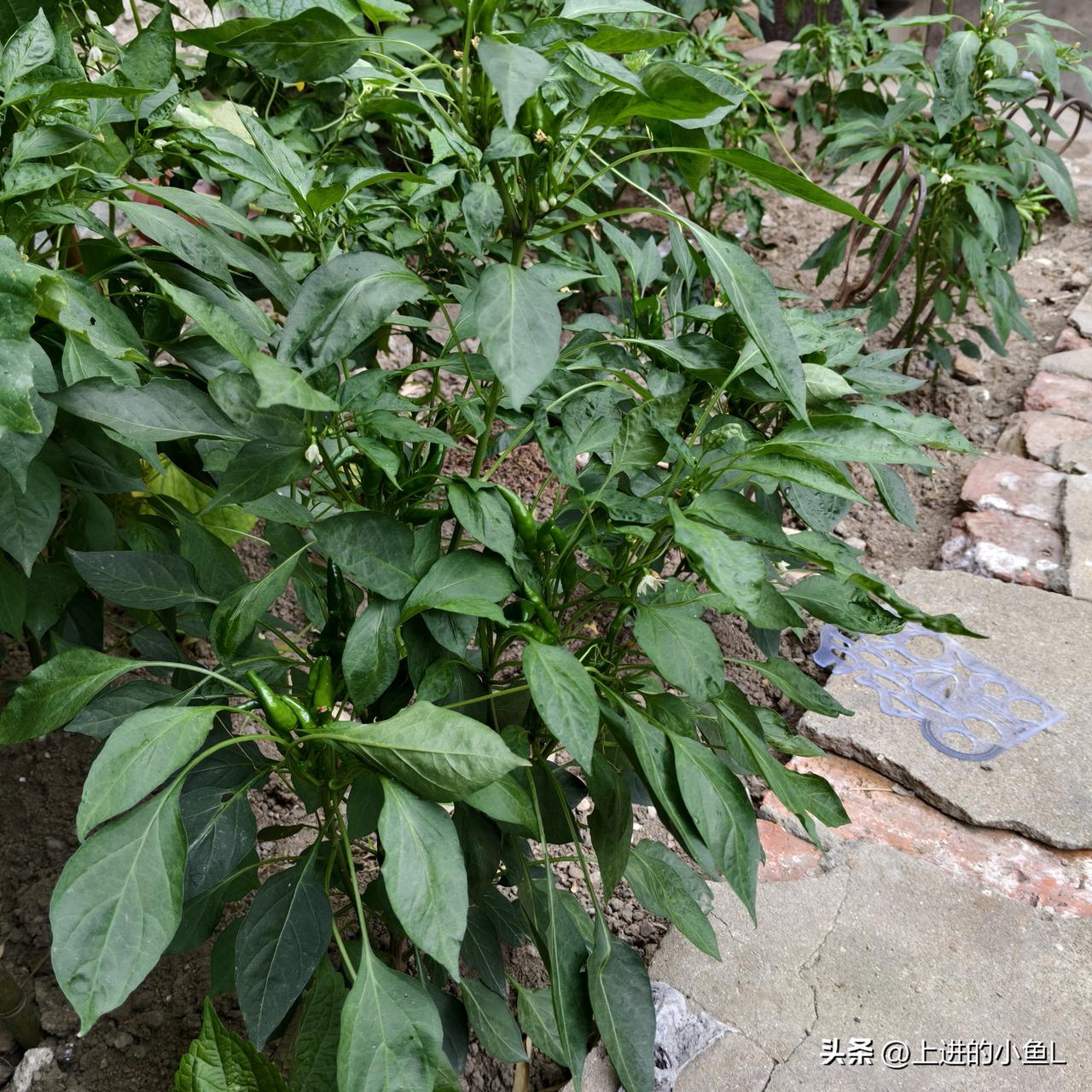 绿植葱茏映日红，辣椒茁壮展新容。又当绿植又能吃，一举两得！