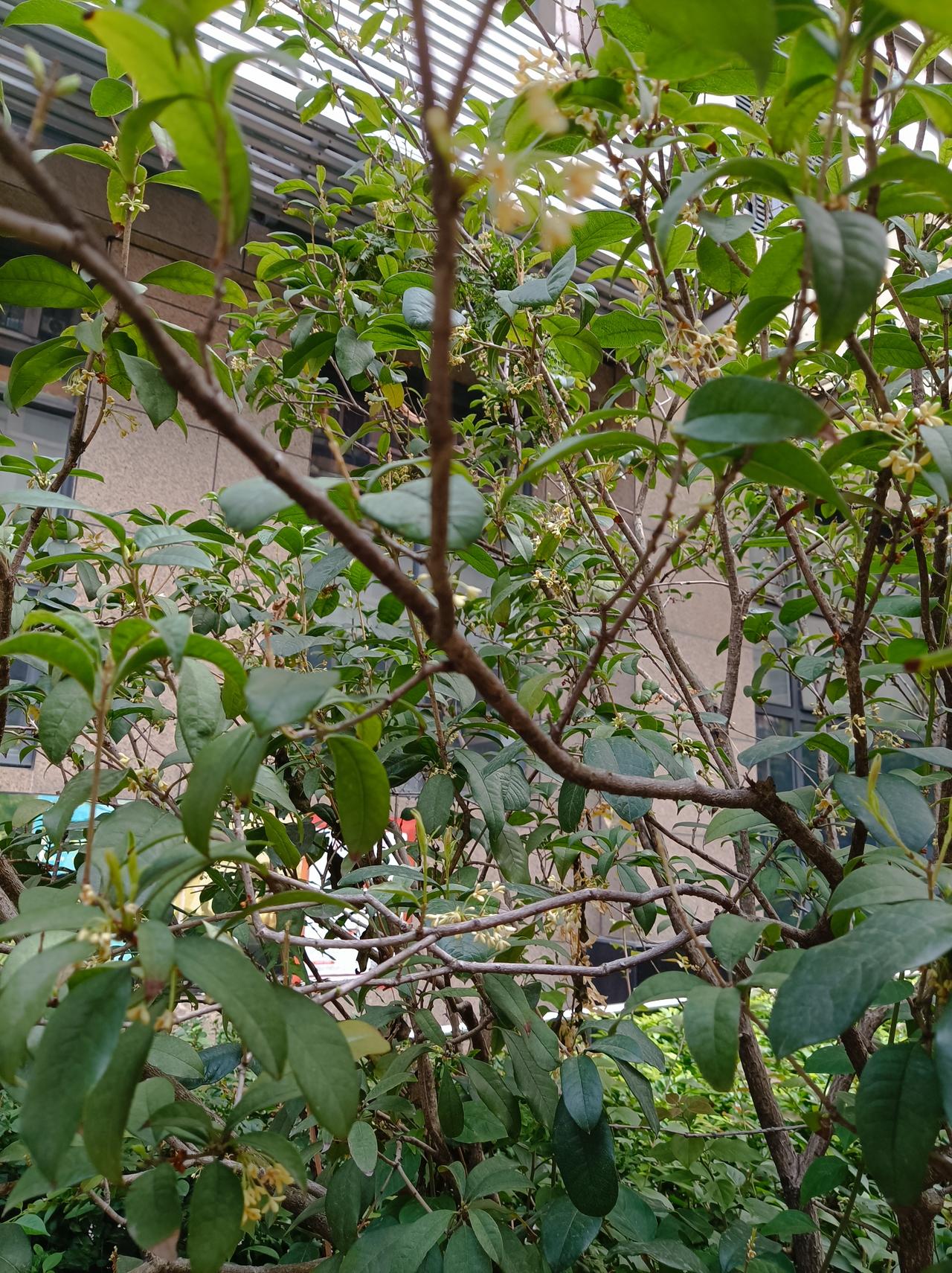 相册里最满意的照片去小区公园，拍到了12月份还开着的桂花，特别满意[呲牙]