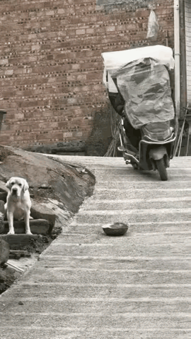 你是明知道这是它的饭碗你还压，让你走才怪呢！