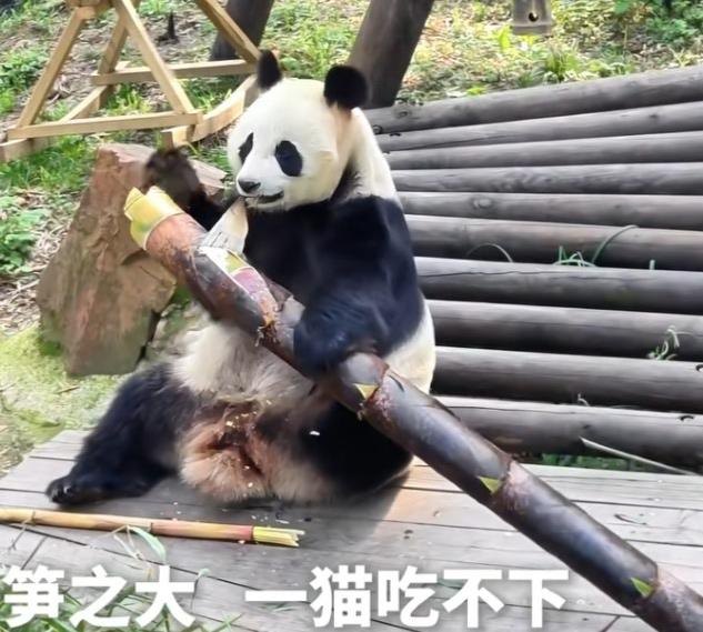 好大好长一根笋啊，太羡慕了！这要是拿给我做竹笋肉片汤、竹笋烧鸡、竹笋牛肉、竹笋火