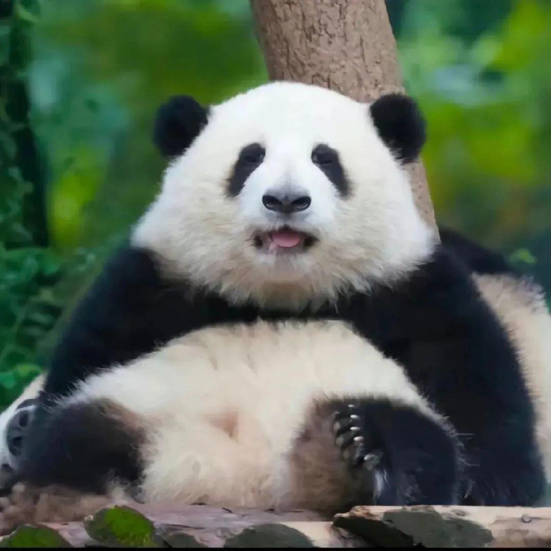 每天早起打卡今天睡懒觉了，因为昨天晚上太热，下楼扔垃圾，想坐一会儿，让蚊子🦟送