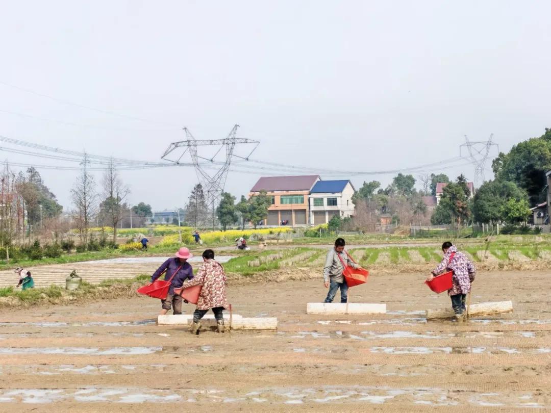 备耕正当时！赫山育秧绘春景