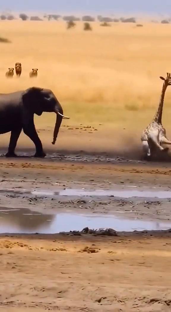 oh yes，did you see that？