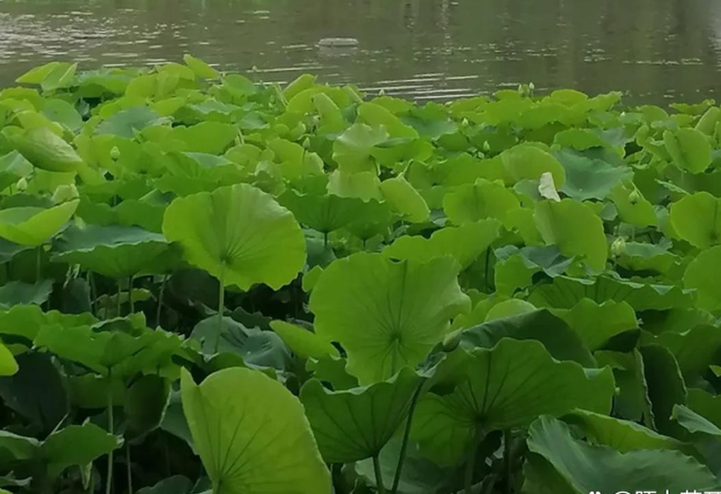 很认同的一段话：“活着活着，你就会明白，父母不住院，不痴呆，不瘫痪，孩子是个身体