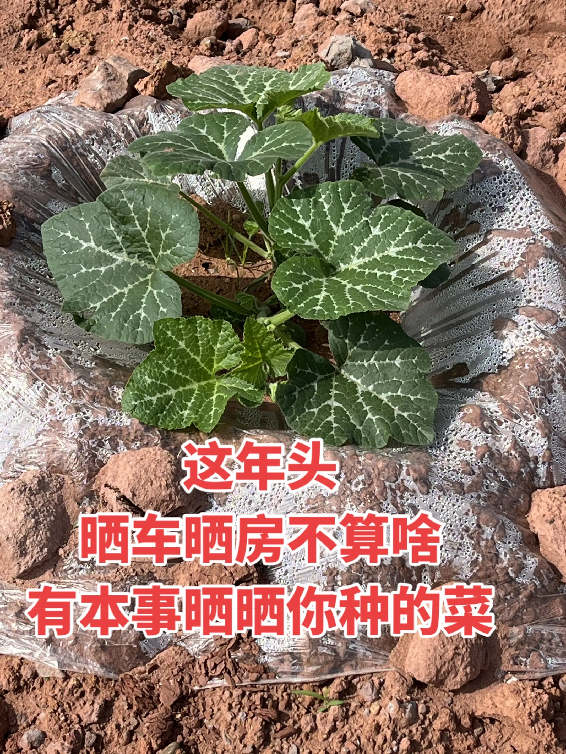 50岁的我开始学种菜了，你们有自己种的菜吗？