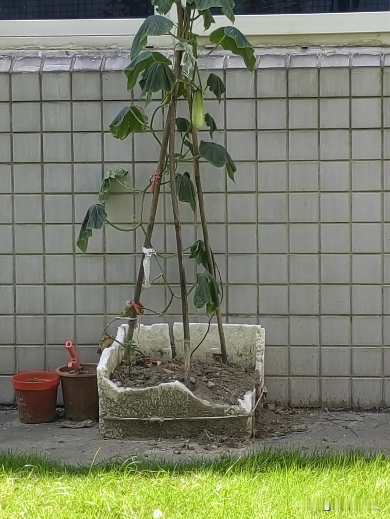 在公司办公室窗户外边，闲置的废箱子里，我和同事栽了一棵黄瓜，从萌芽到茁壮，小苗苗