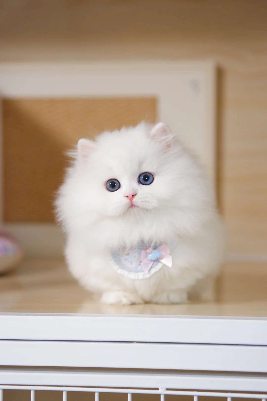 你看我有没有公主命呀？纯白米努特矮脚猫