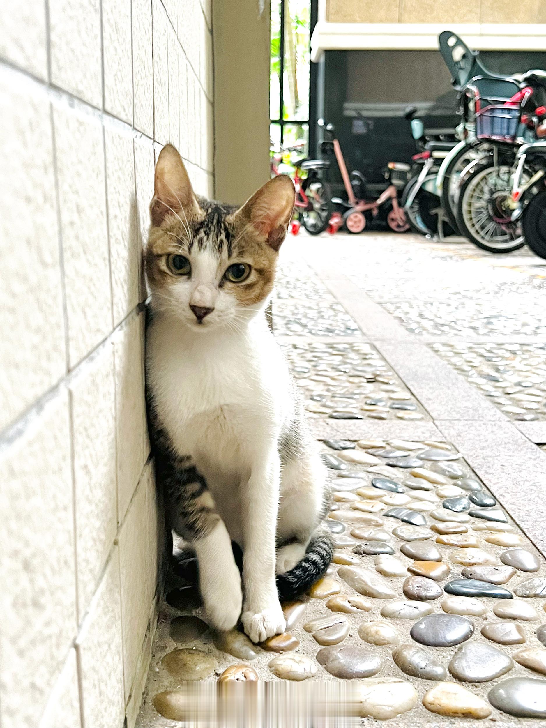 ［ 广州领养喵咪 ］ 待领养的两位小盆友，皆是去年底突然出现在小区的小猫，个性都