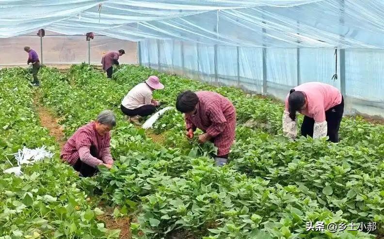 种菜太勤是大忌，这7种菜少松土少浇水，长得压断秧

家家户户都爱房前屋后种菜，可