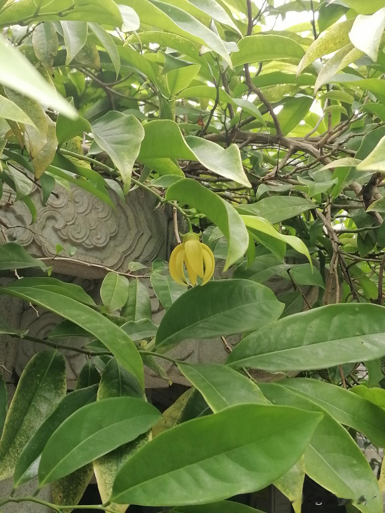 今日再觅得盛开期的鹰爪兰一朵，你们看看是不是名符其实状如鹰爪？这么一朵不起眼的花