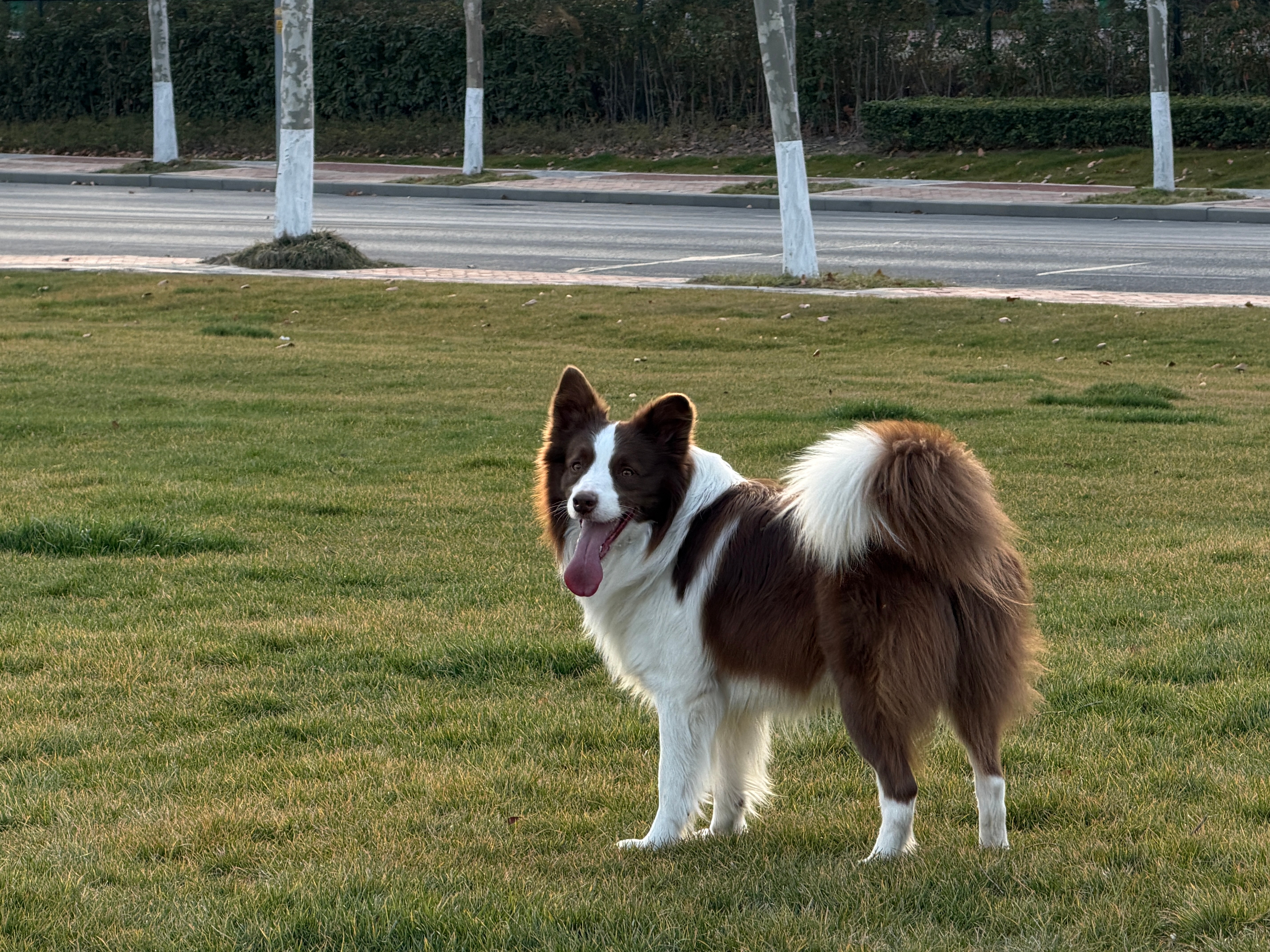 某服装品牌中标不签约，被通报了。。。我估计可能是陪标被骗了？我一个厂长朋友，也遇