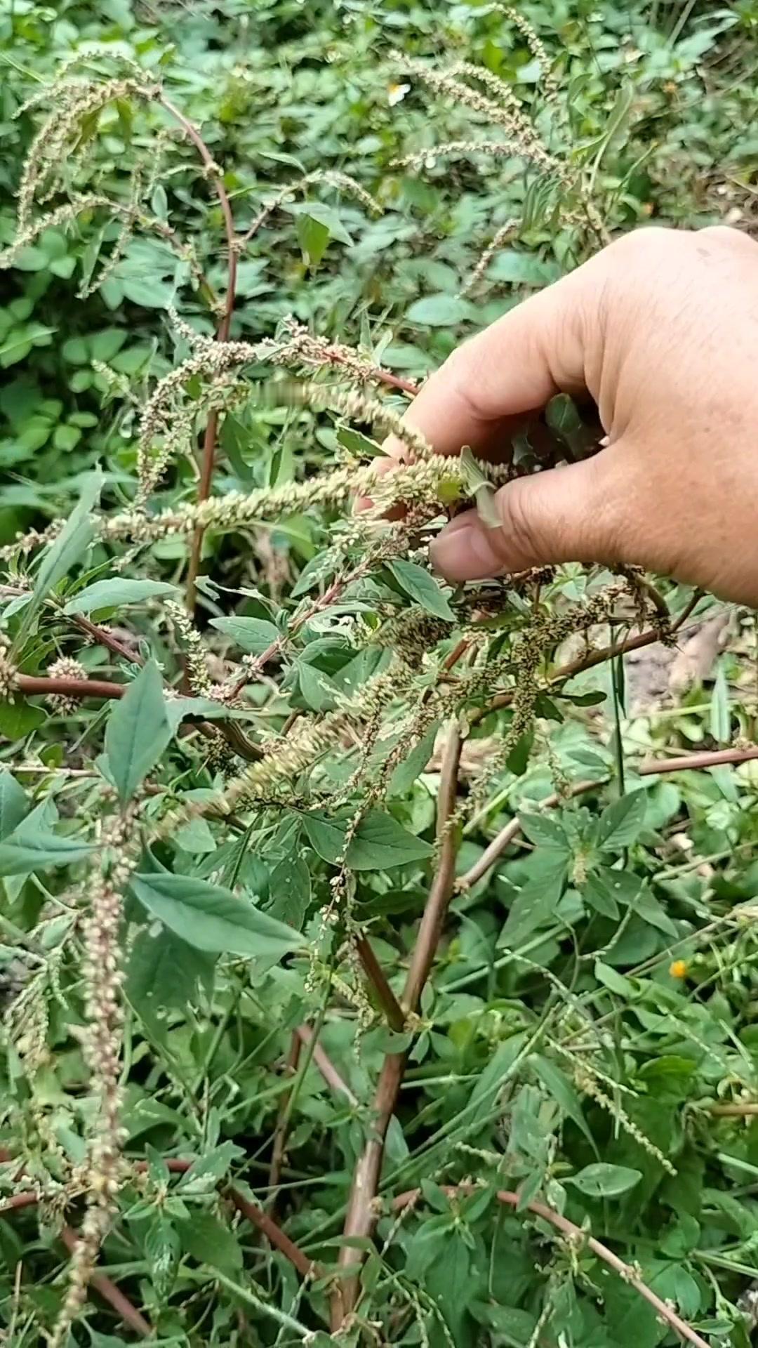 荒野偶遇痔疮草？这可是宝！🌿野外遇到这种带刺的苋科植物，记得采它的根！人称“土