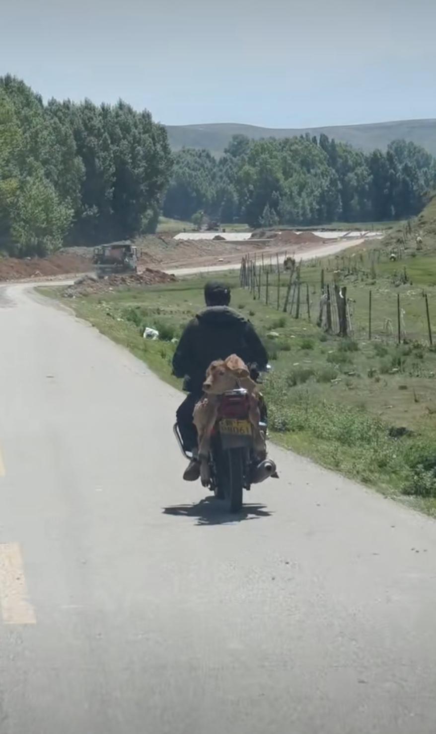 羡慕了，新疆的牛马一点也不牛马，它还坐上摩托车兜风了！