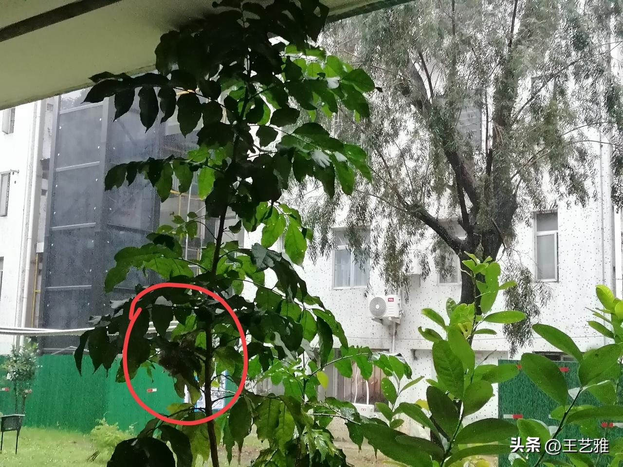 我的屋檐下住着一只绝对聪明的小鸟。

这只小鸟我见过几次了，也就乒乓球大小，黄绿