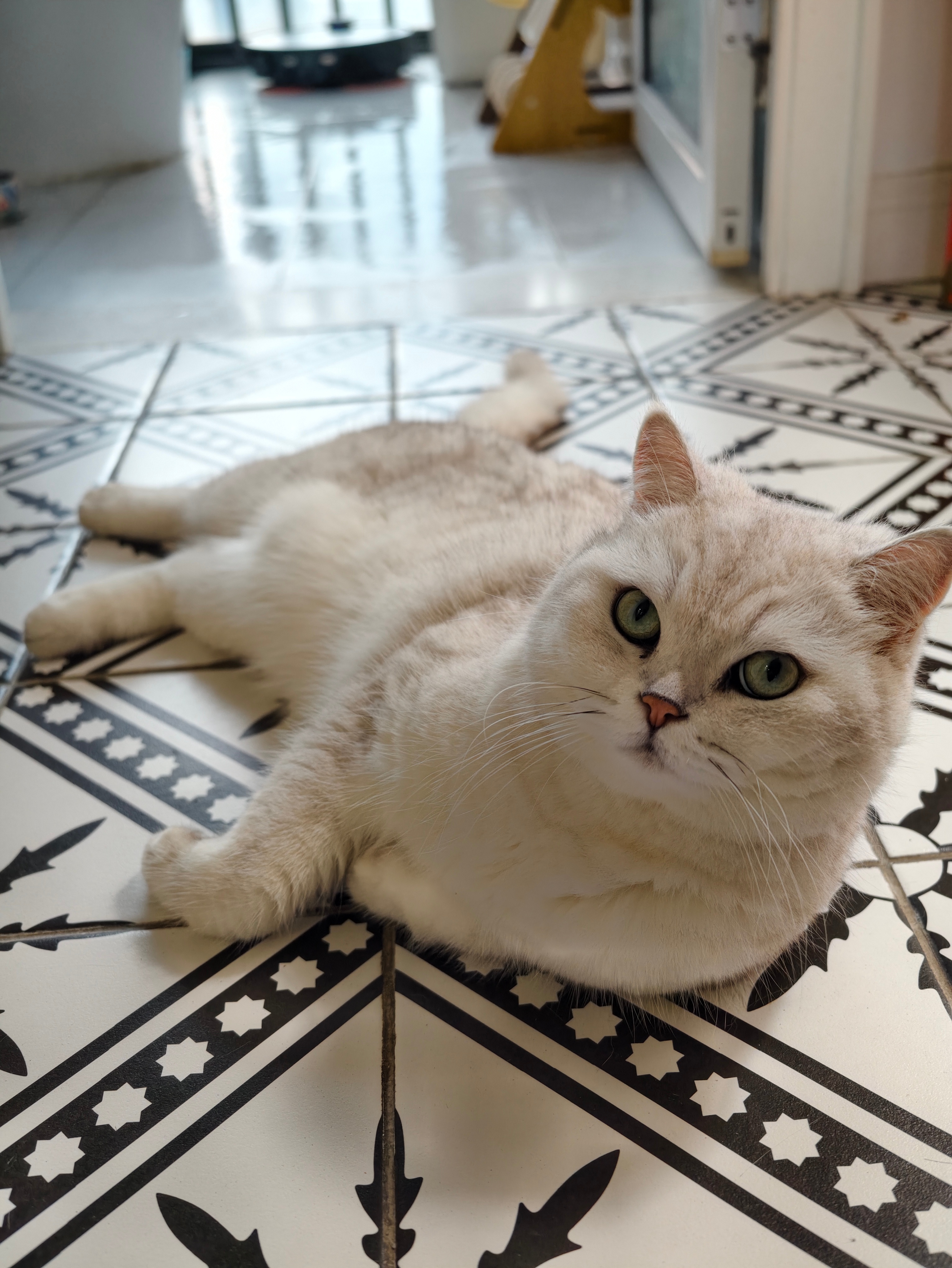 我家这猫太可爱了吧