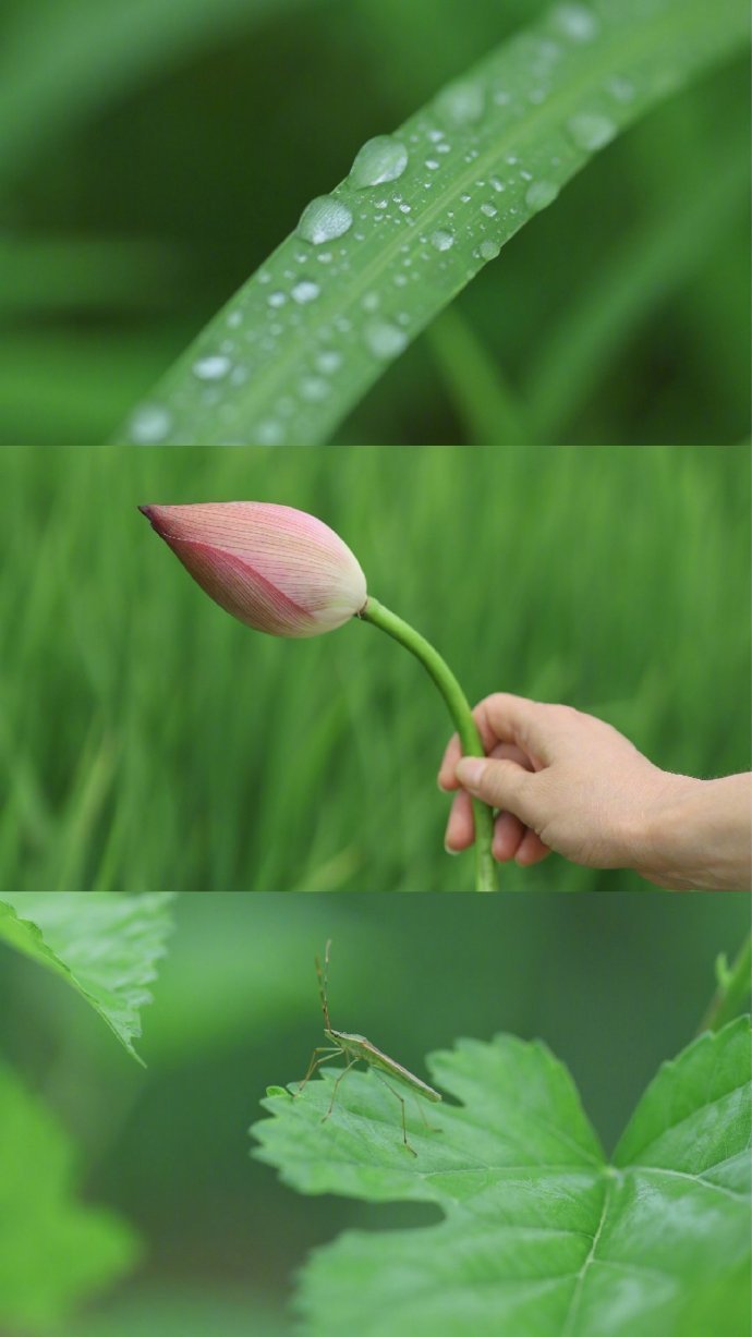 嗯，是夏天的味道。 