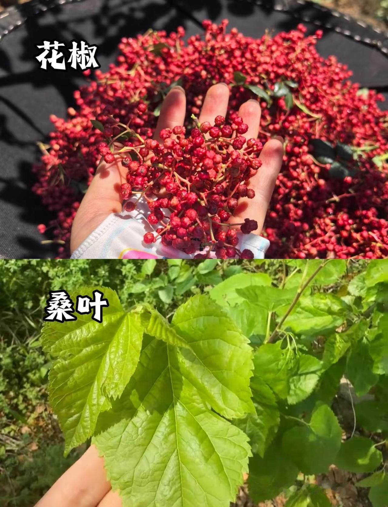 中国乒乓球俱乐部超级联赛常规赛大连站首日，第二场王楚钦1-2不敌徐海东乒乓球比赛