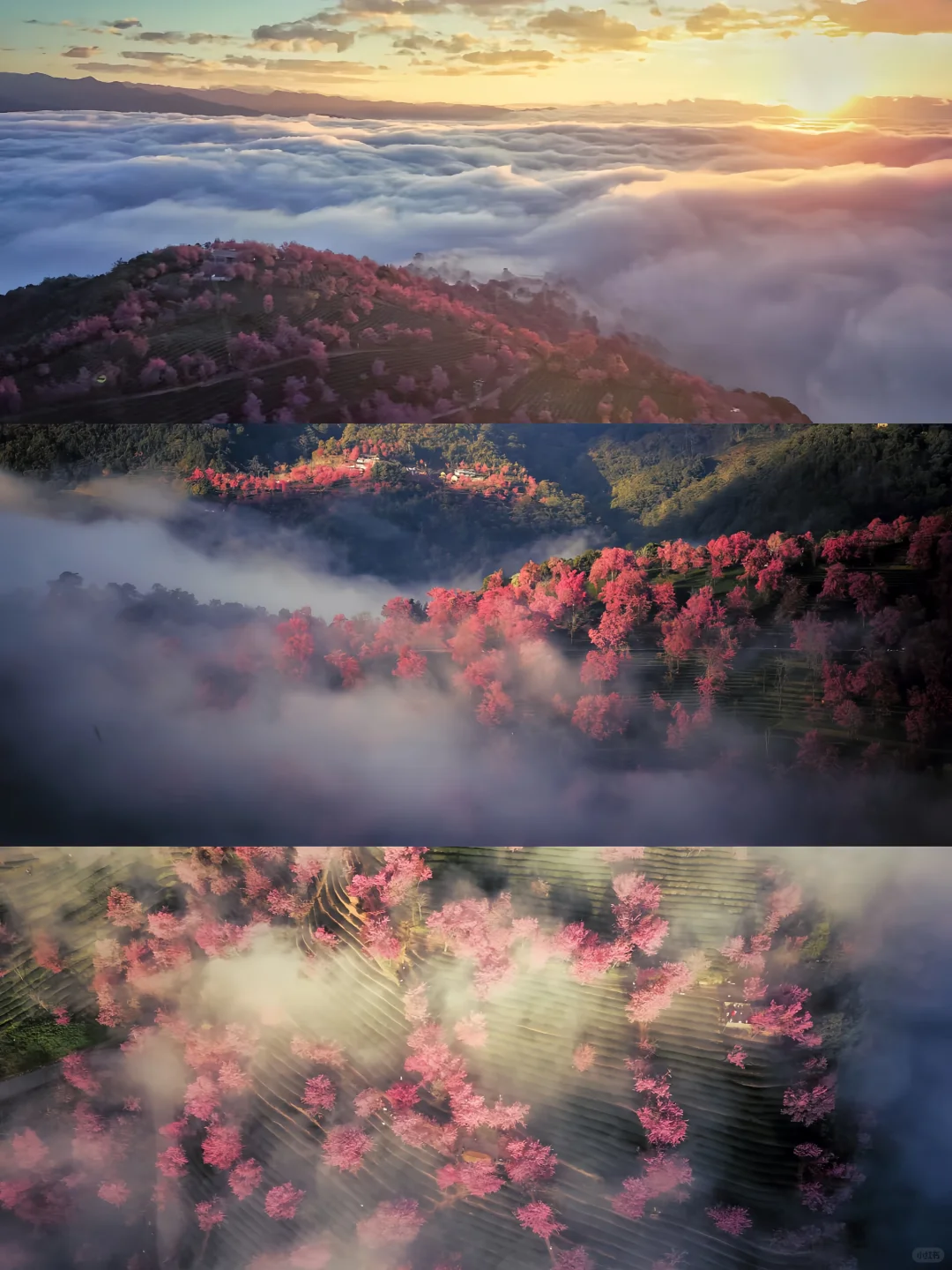 为了拍无量山的日出云海冬樱花，凌晨3点出发