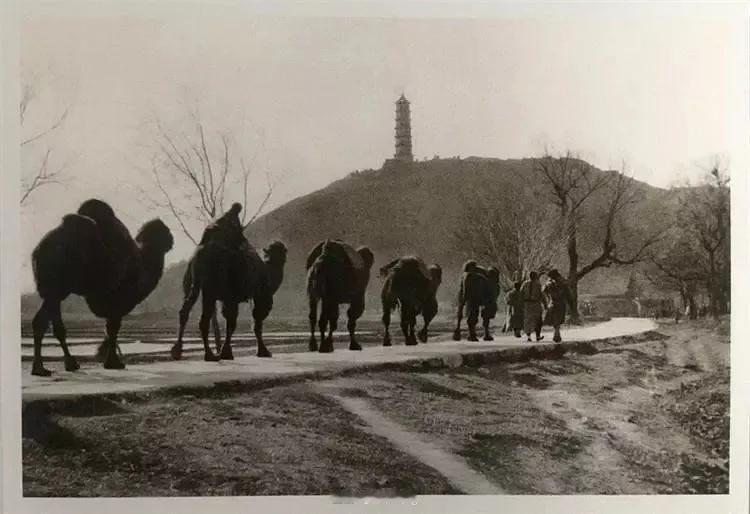 玉峰塔和驼队（1914-1927年，北京玉泉山）
