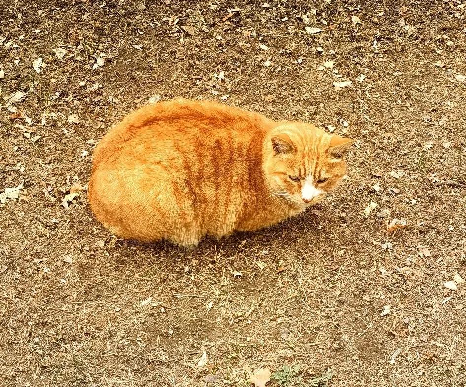 万能生活指南校园里偶遇一只橘猫，在我面前悠然走过，体型肥硕，皮毛干净，一副养尊处