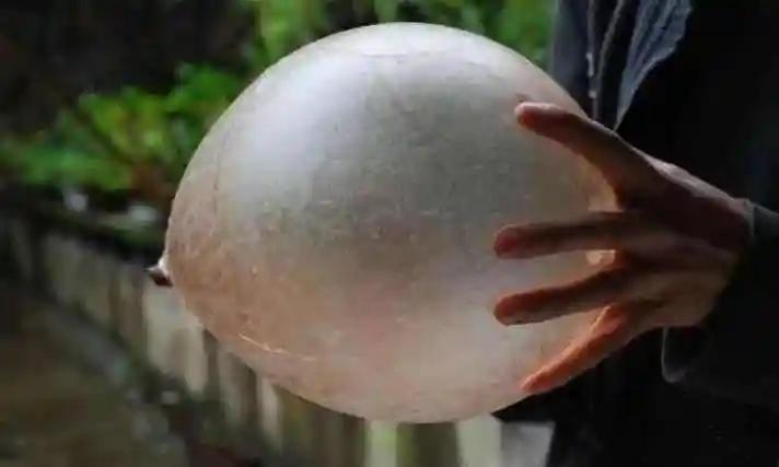 你玩过猪尿泡吗？
我小的时候正是改革开放初期，那时候刚解决了温饱，物质生活，精神