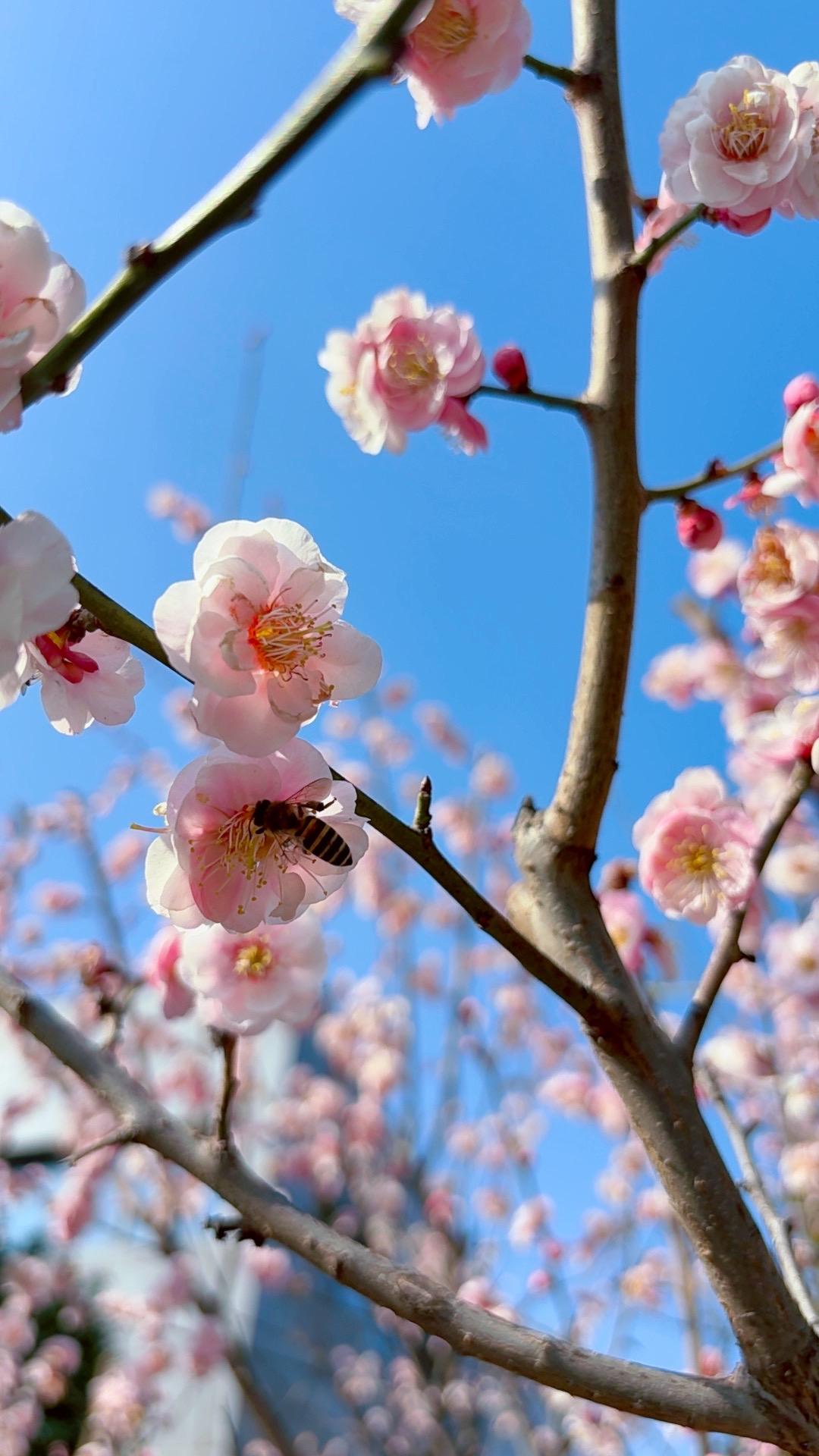 又一年春暖花开，遗憾他不在，庆幸她很好！梅花 记录生活