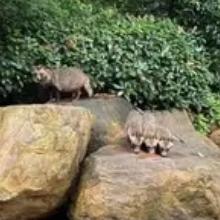 太罕见了！上海松江，有一女子在小区花园，发现只黑眼圈灰身动物
 
女子本是下楼散