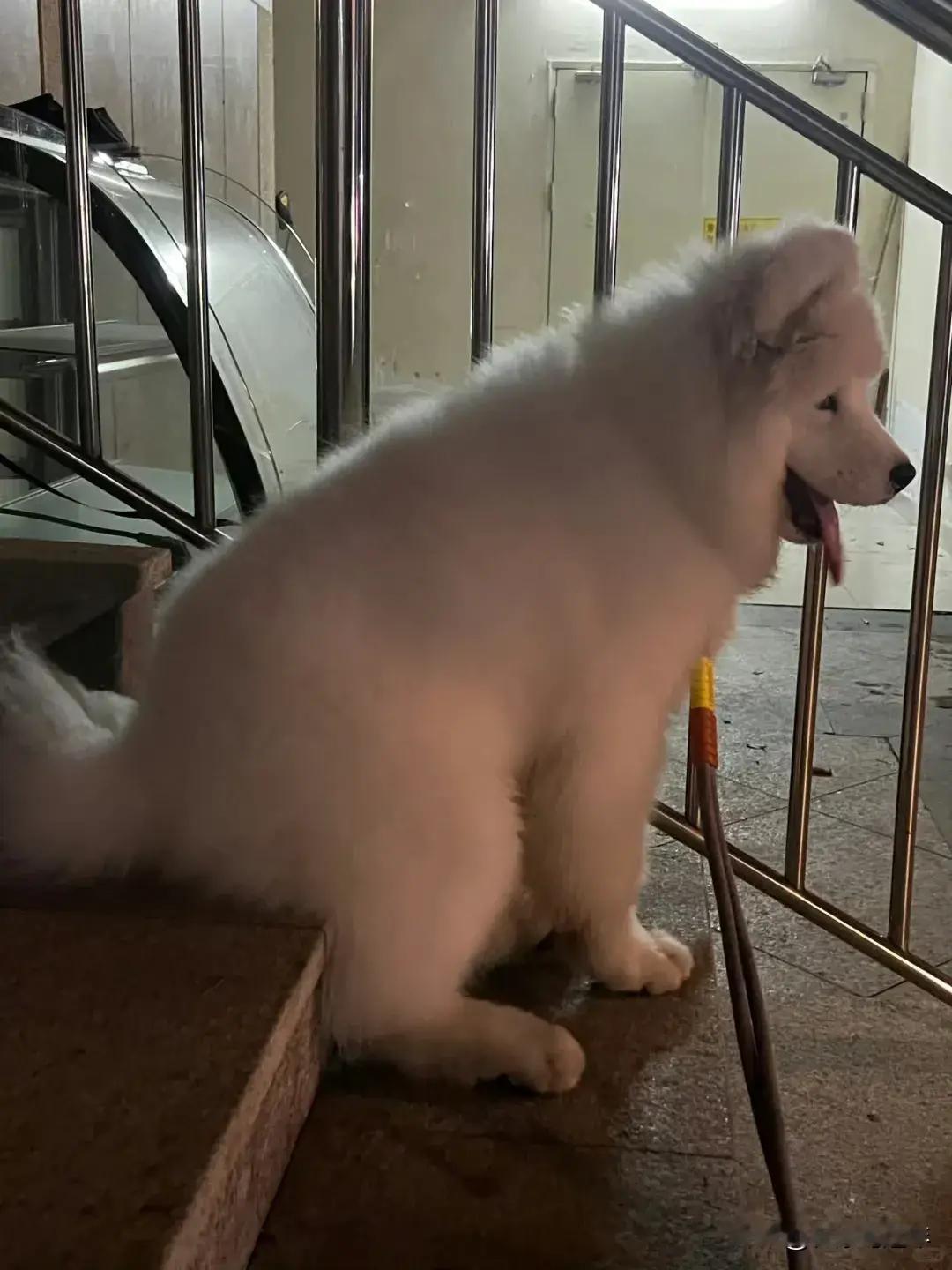 看到一只会坐台阶的萨摩耶 ​​​[送心] ​​​