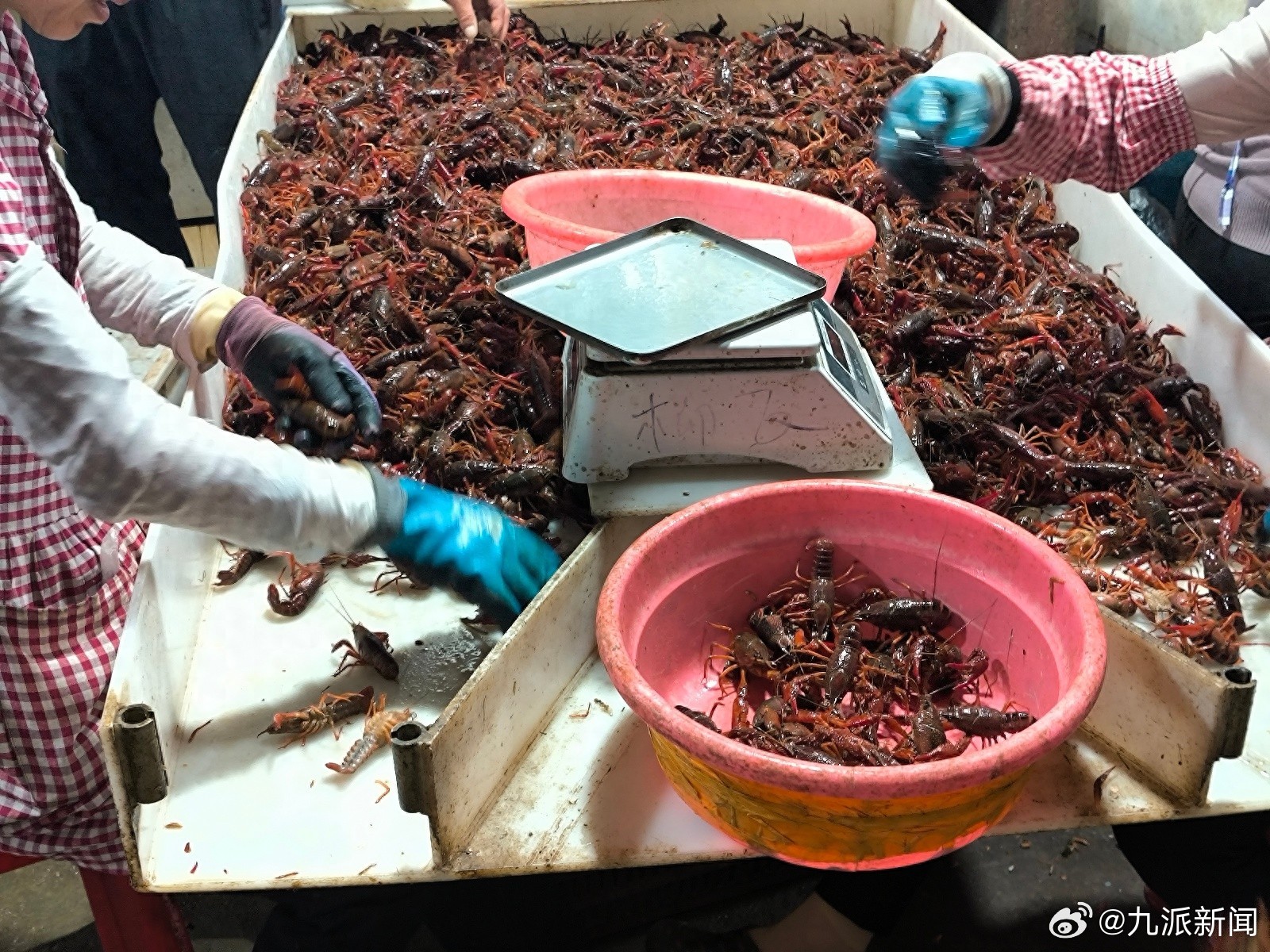 “实现龙虾自由”#小龙虾大幅降价市民组团扫货#【#相关人士解读小龙虾大幅降价#：