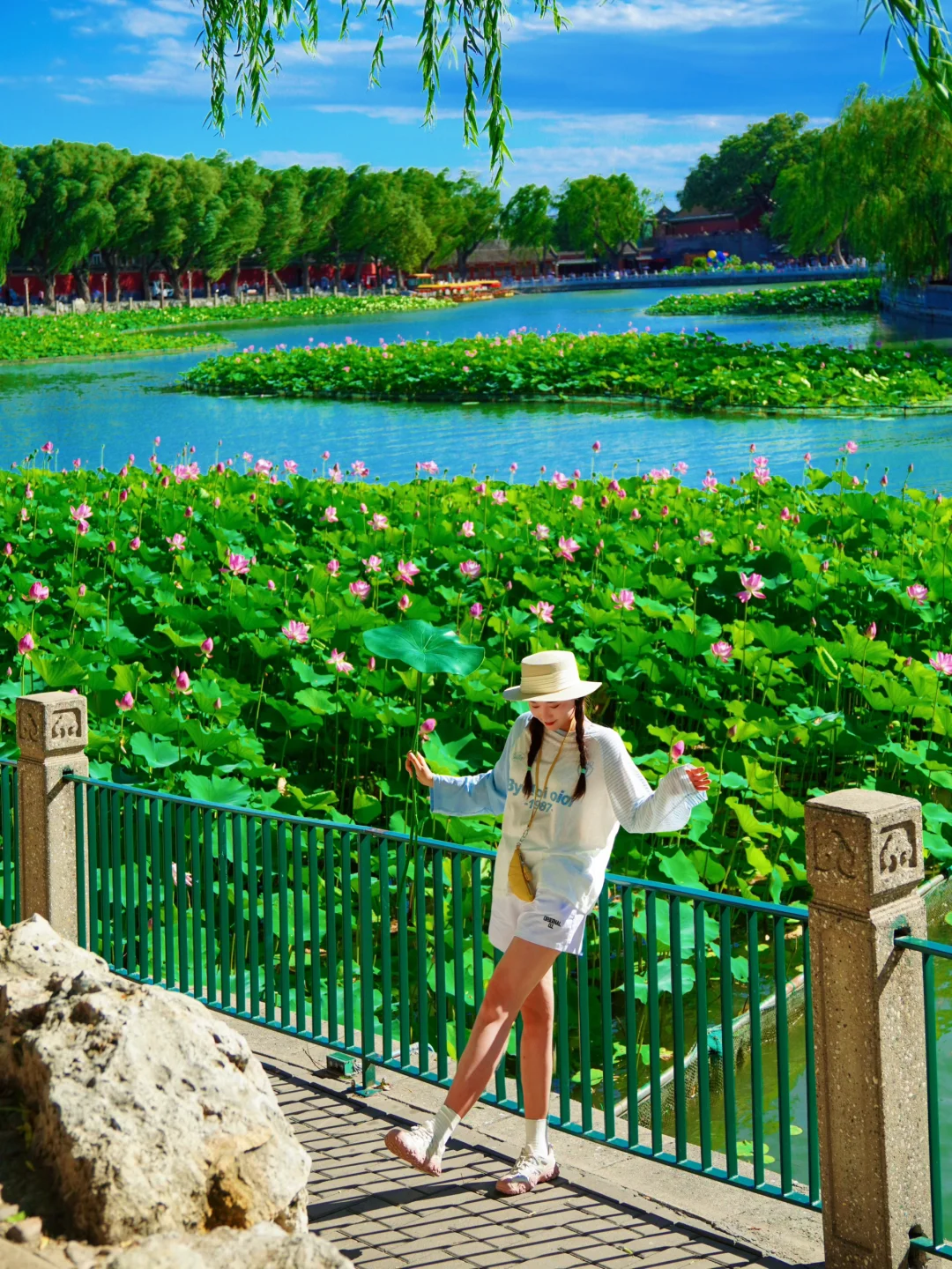 7.6Live🪷北海公园的荷花终于盛放期！附机位