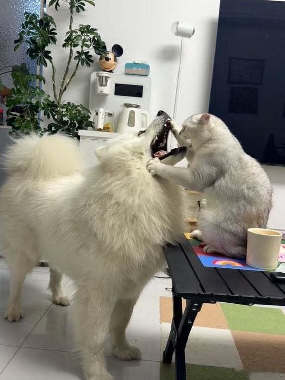 回家看到自家的狗正被一只猫检查…… 