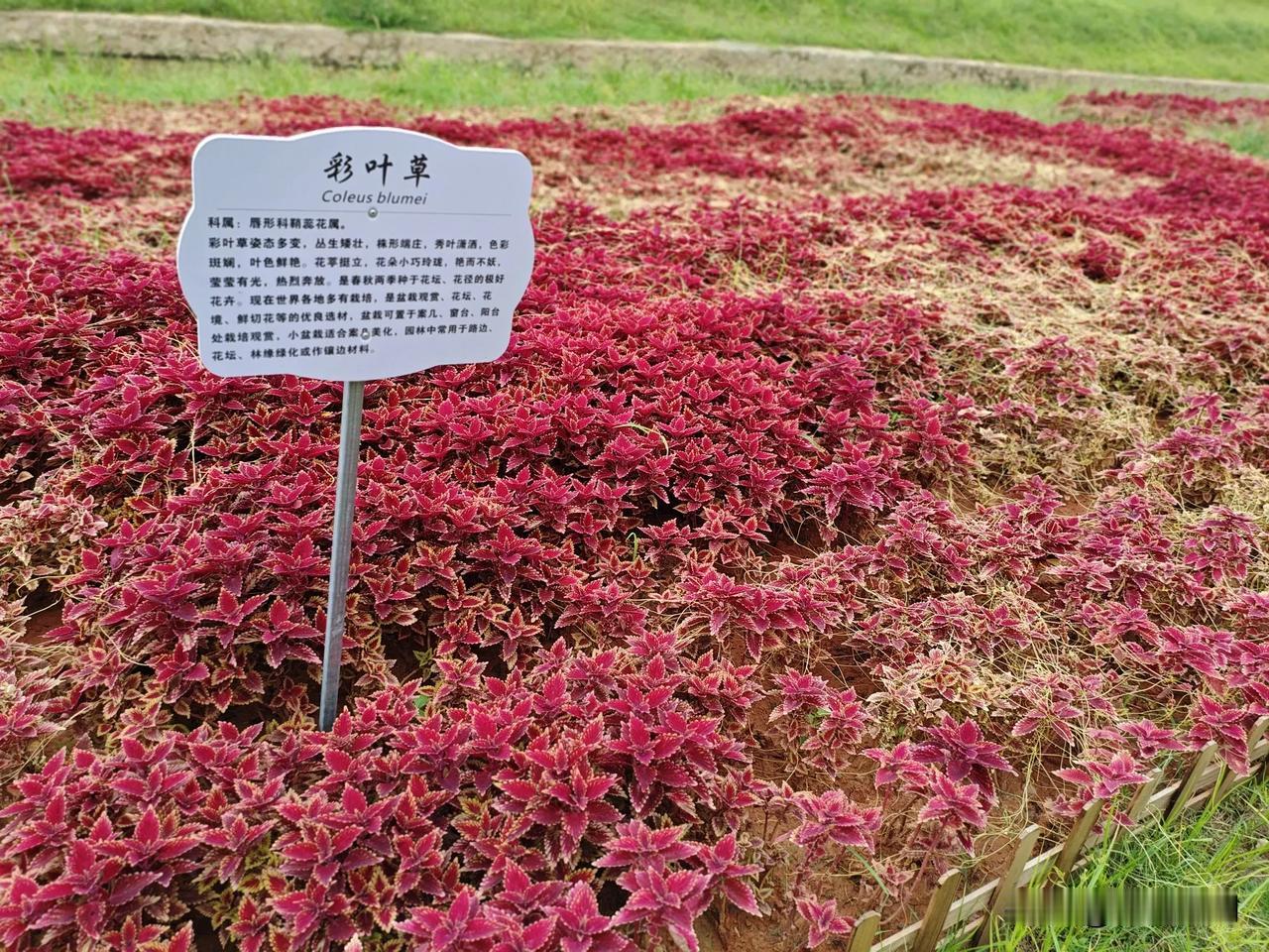 房产中介又开始活跃起来了！今天，中央经济工作会议提出，促进房地产市场健康发展，促